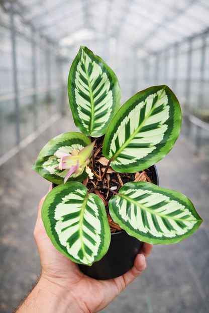 Calathea x Cora - AroidHouse