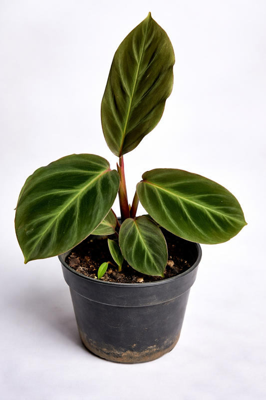 Calathea Ecuadoriana - AroidHouse