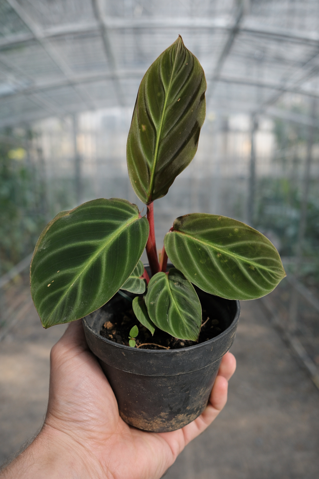 Calathea Ecuadoriana - AroidHouse