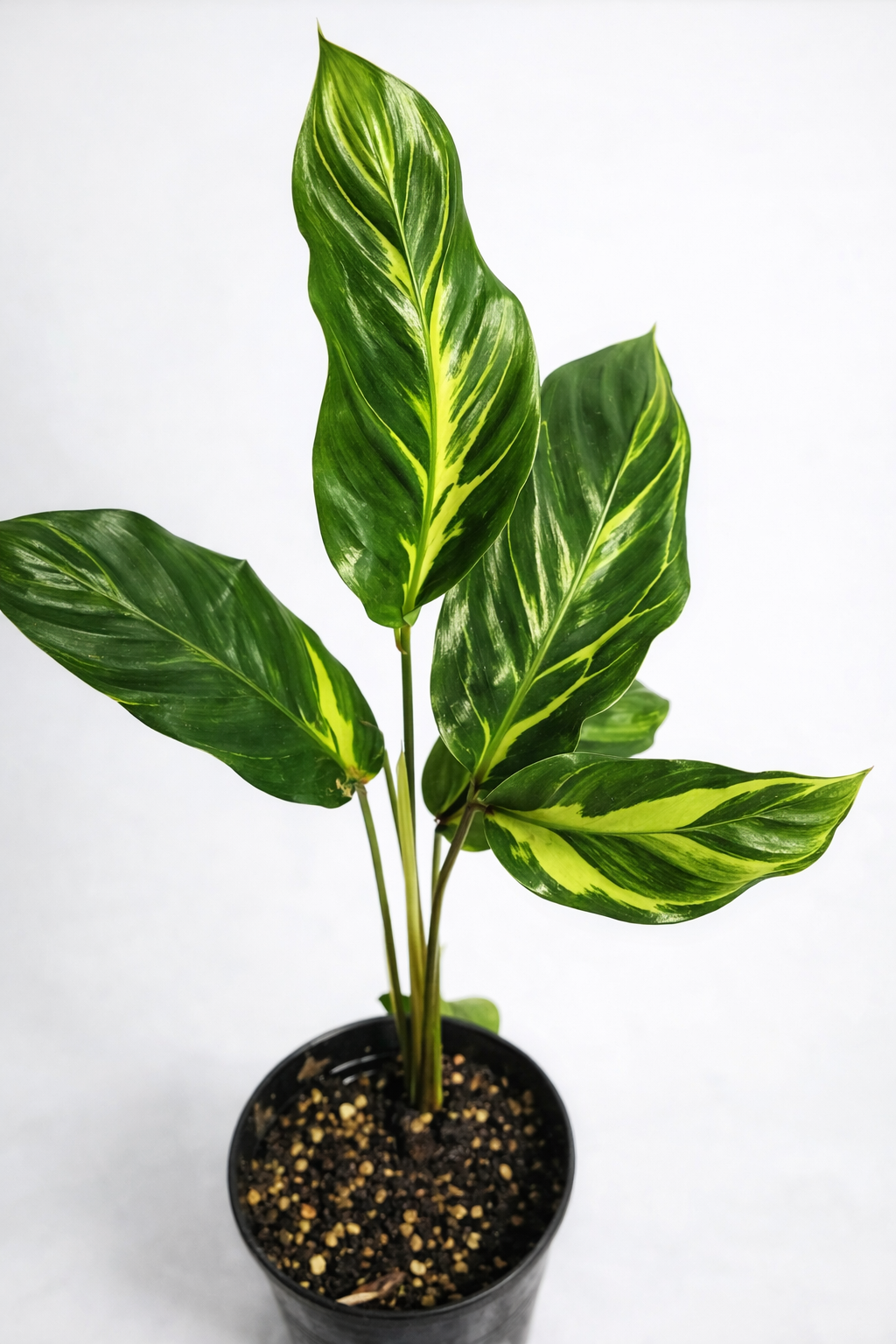 Calathea Electric Shock - AroidHouse