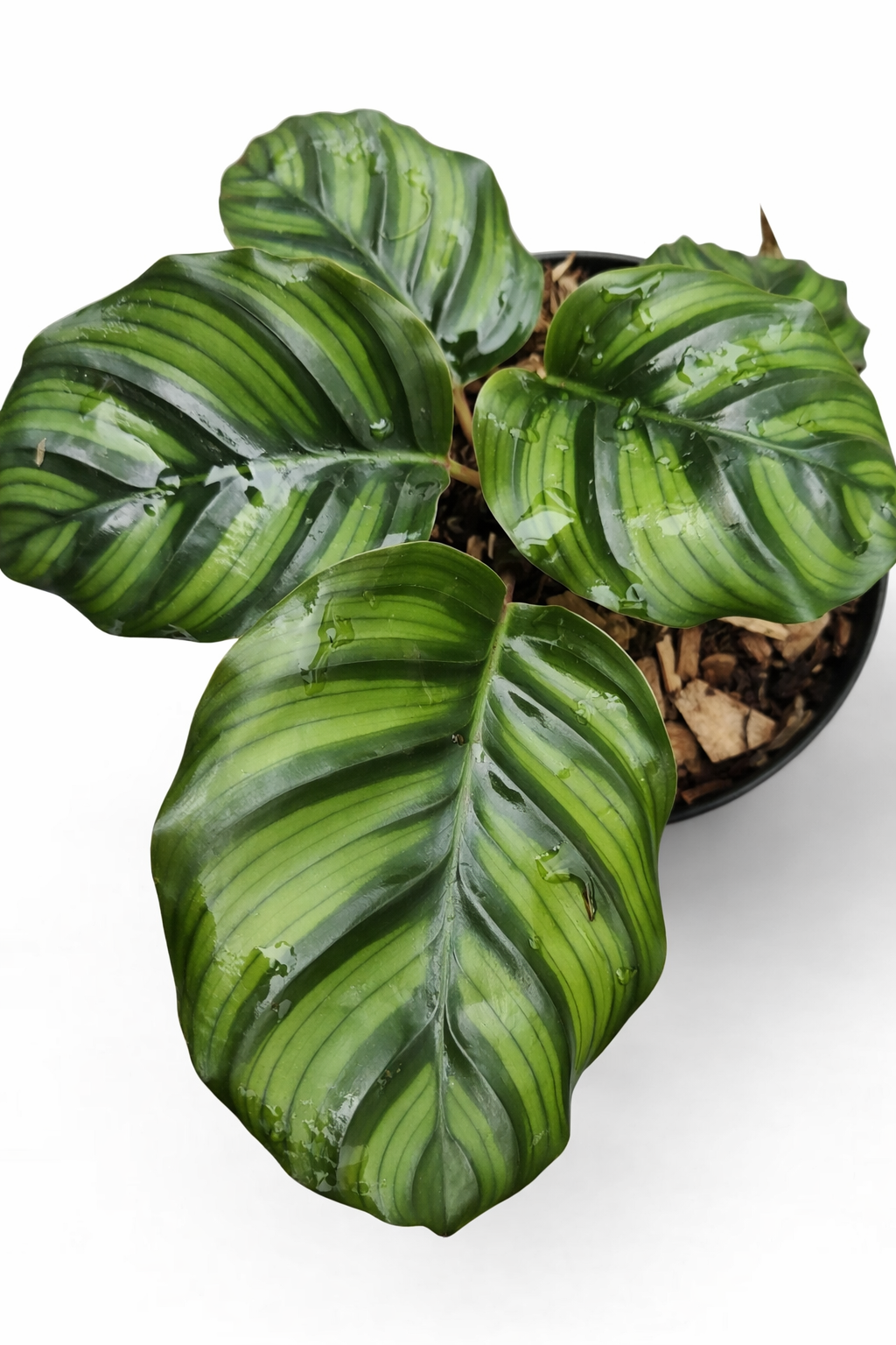 Calathea Fasciata Borrusica - AroidHouse