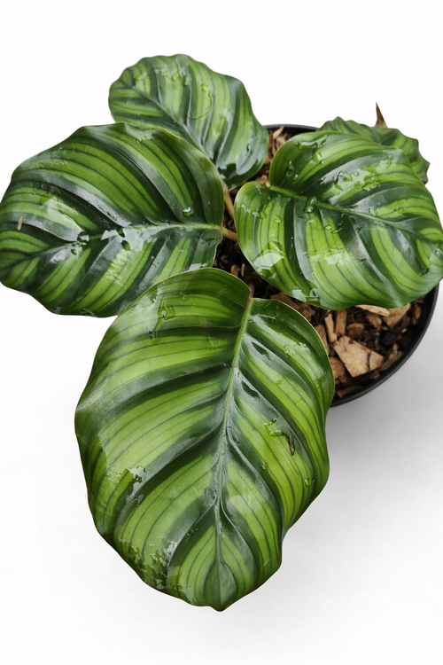 Calathea Fasciata Borrusica - AroidHouse