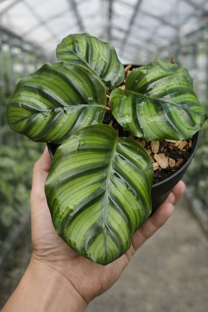 Calathea Fasciata Borrusica - AroidHouse