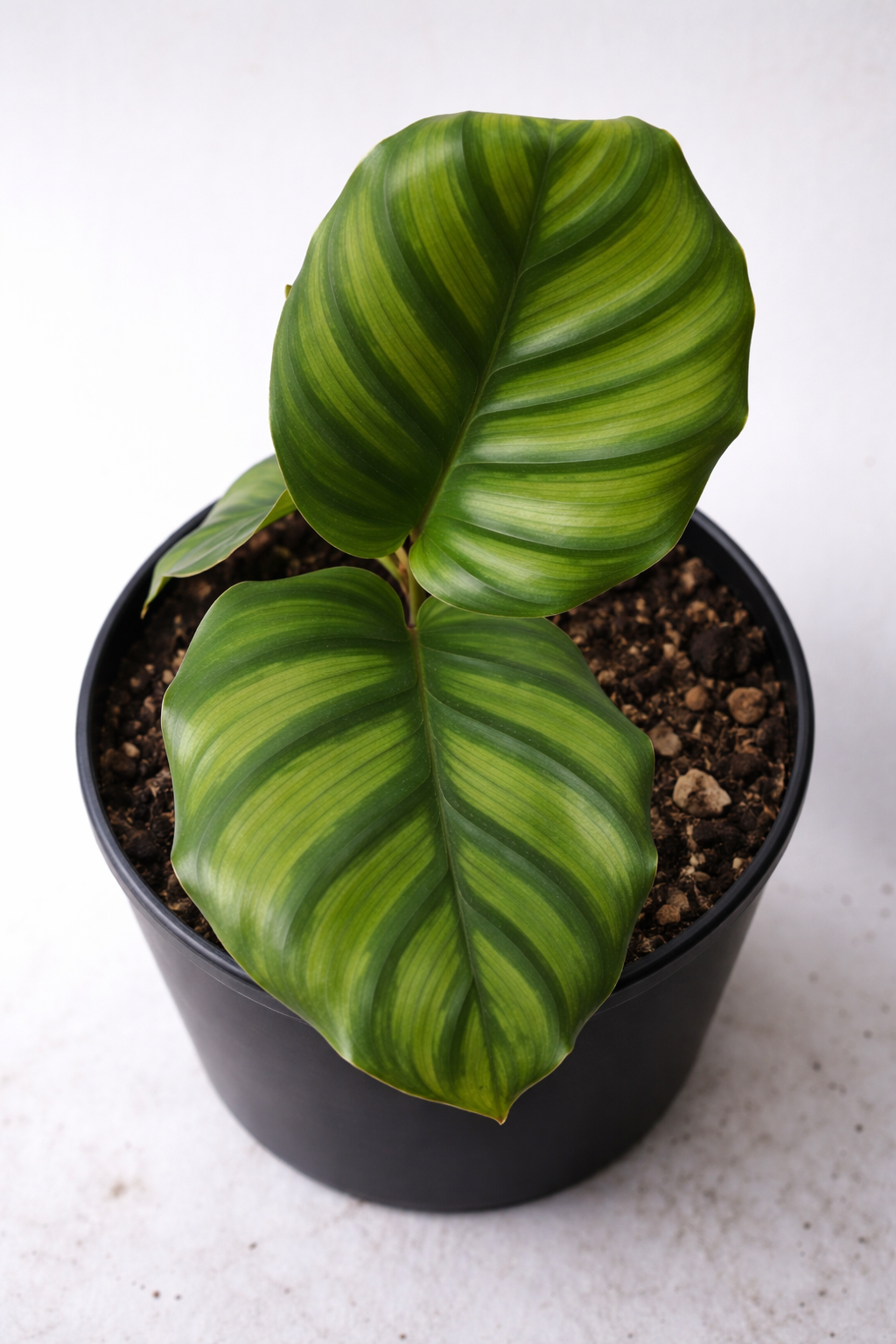 Calathea Fasciata Borrusica - AroidHouse