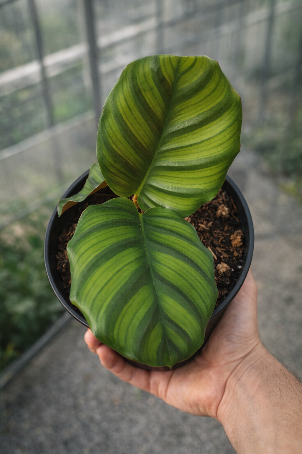 Calathea Fasciata Borrusica - AroidHouse