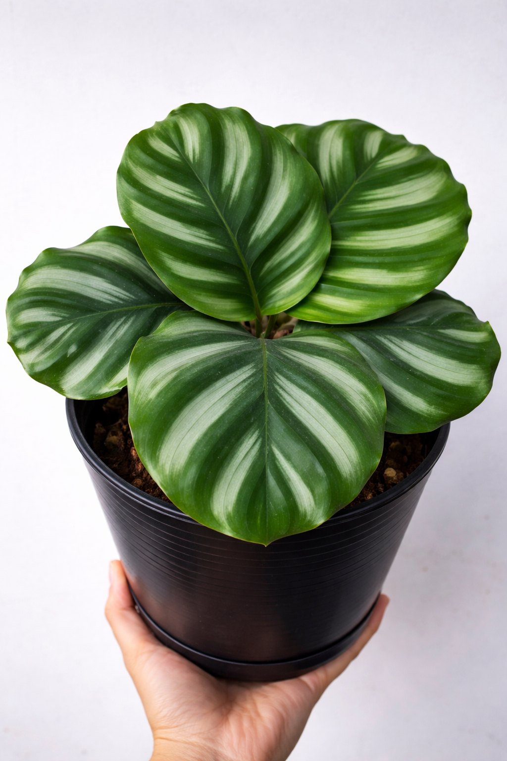 Calathea Fasciata - AroidHouse