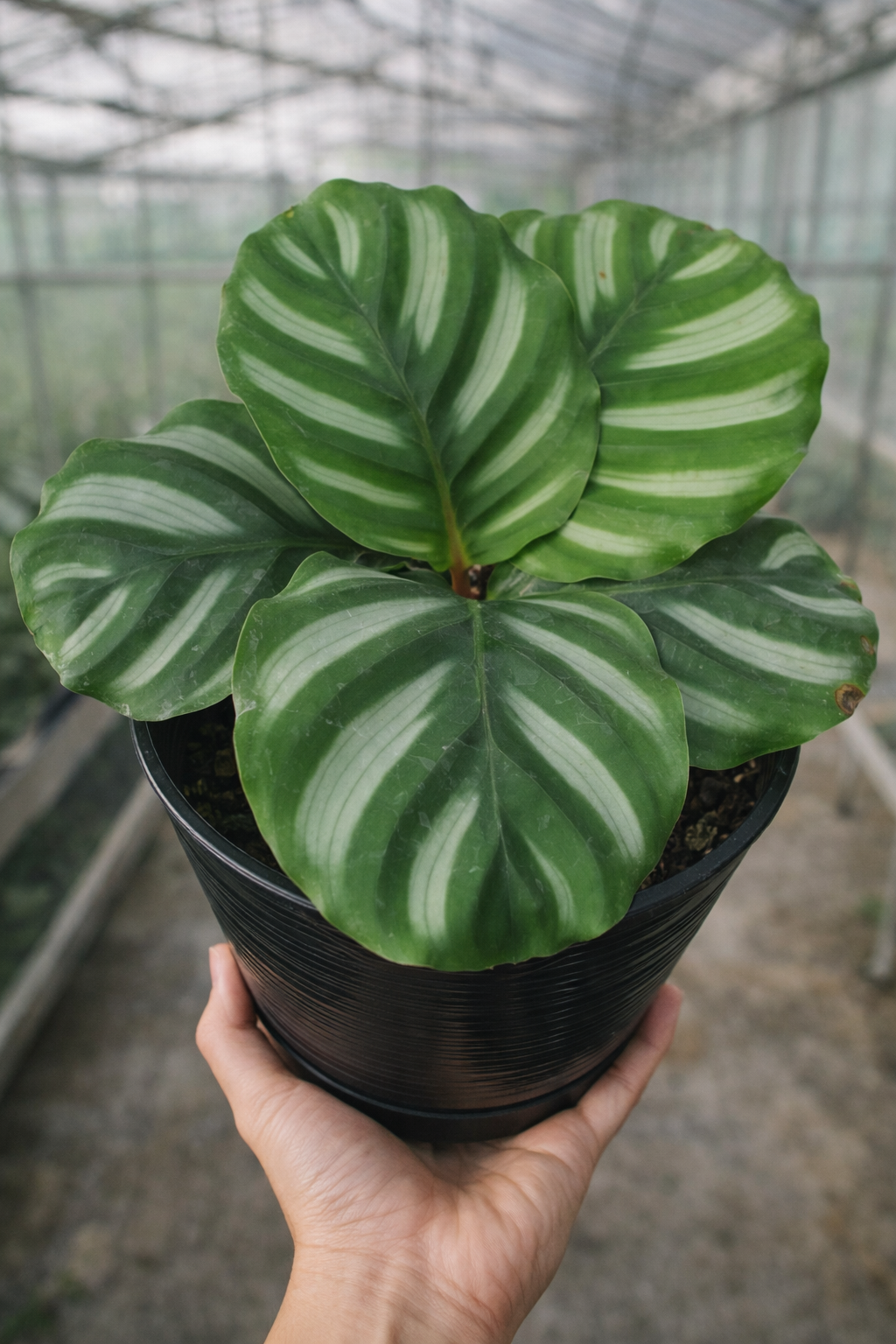 Calathea Fasciata - AroidHouse