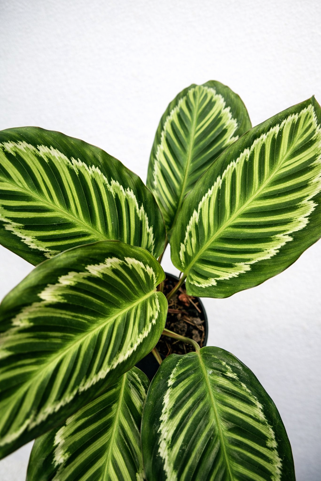 Calathea Flamestar Green Stem - AroidHouse