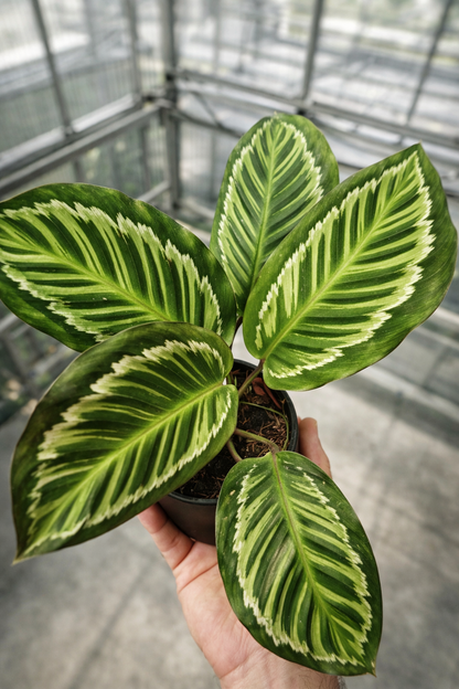 Calathea Flamestar Green Stem - AroidHouse