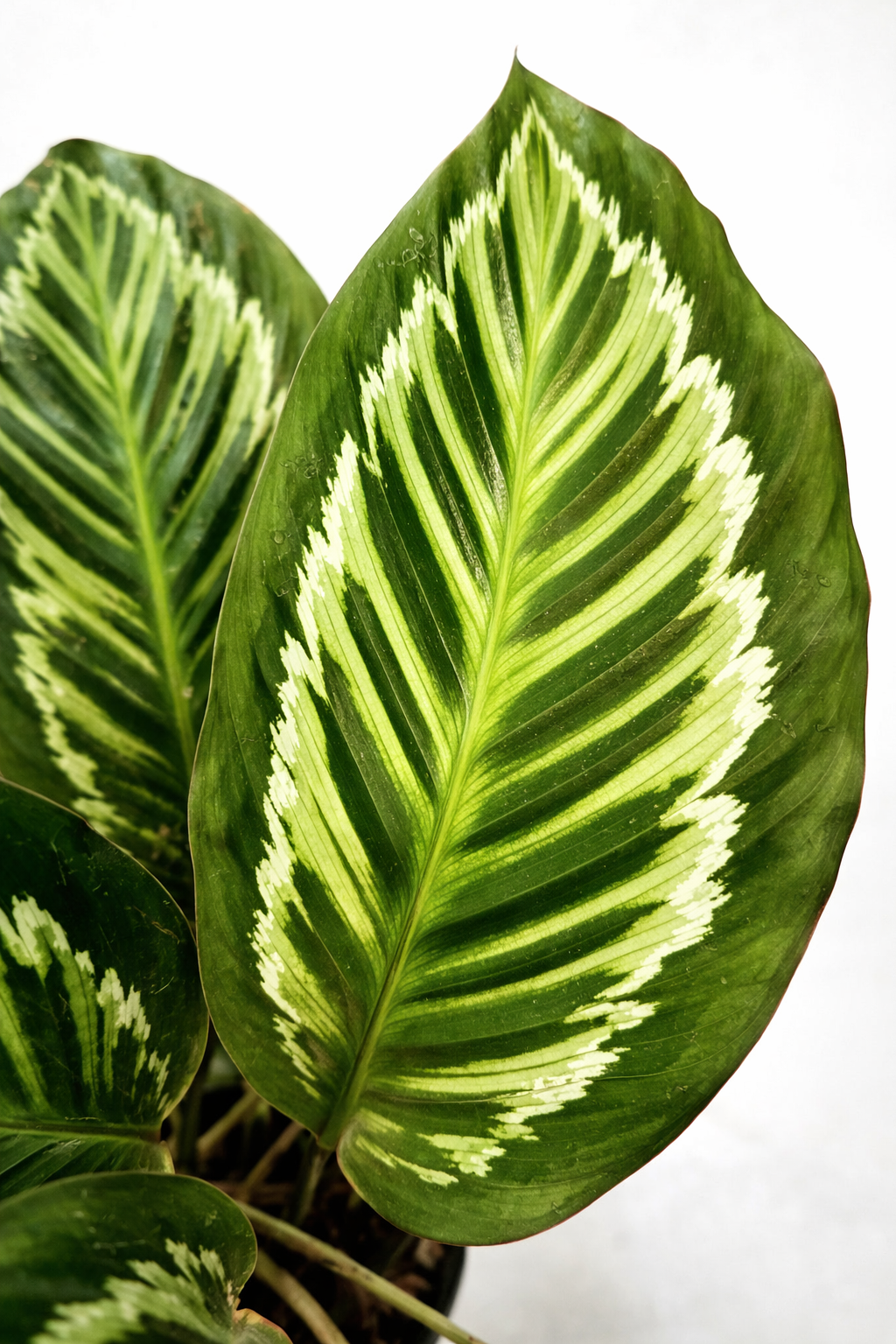 Calathea Flamestar Green Stem - AroidHouse
