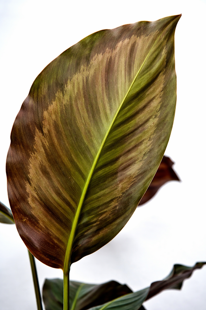 Calathea Flamestar Green Stem - AroidHouse