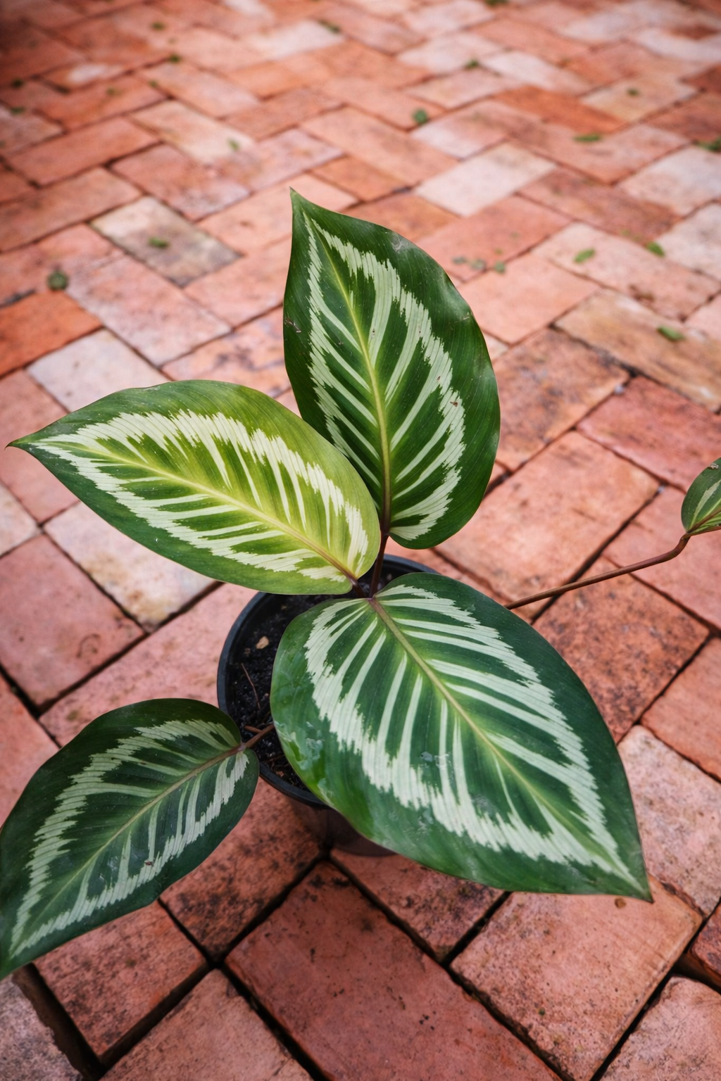 Calathea Flamestar Red - AroidHouse