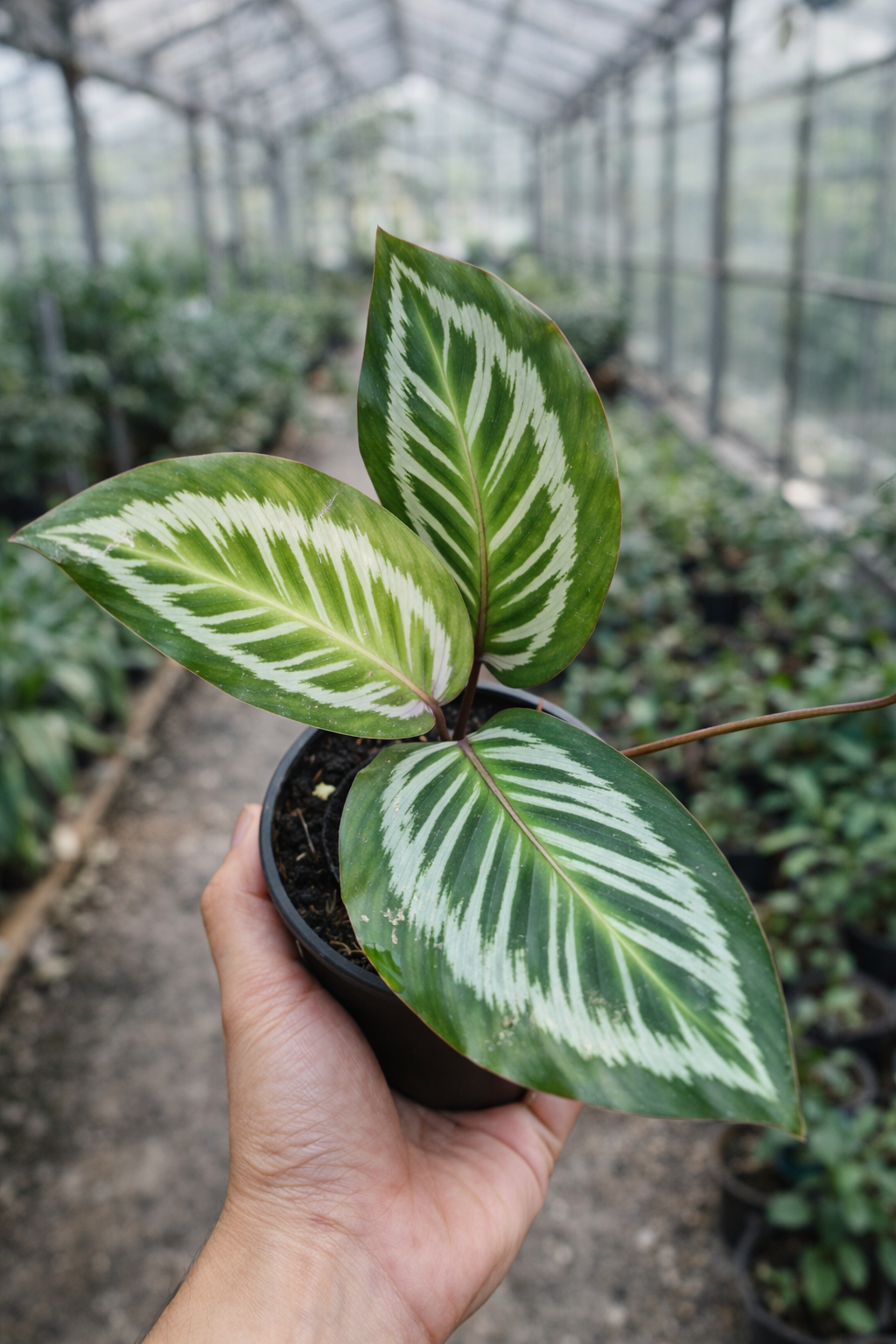 Calathea Flamestar Red - AroidHouse