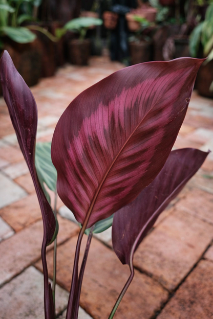 Calathea Flamestar Red - AroidHouse