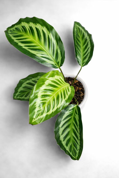 Calathea Flamestar Green - AroidHouse