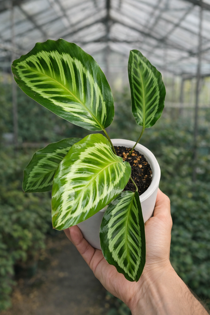 Calathea Flamestar Green - AroidHouse