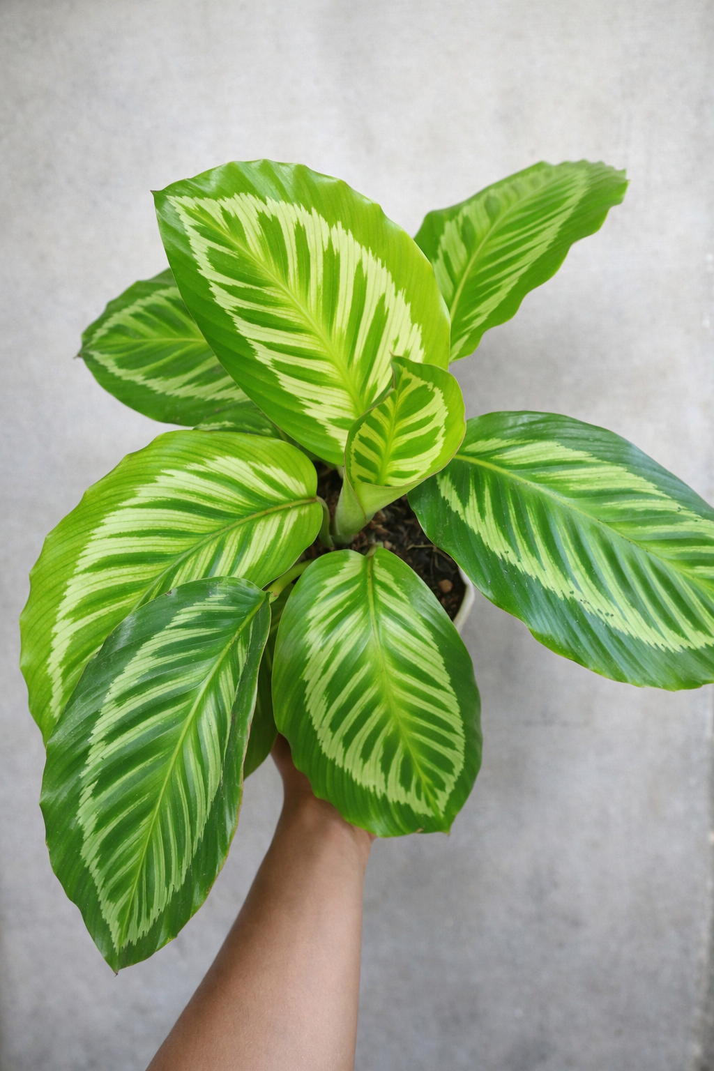 Calathea Flamestar Green - AroidHouse