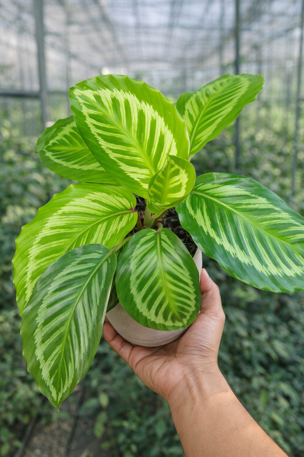 Calathea Flamestar Green - AroidHouse
