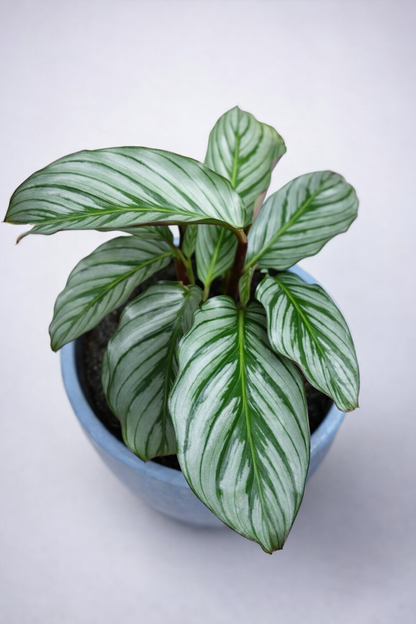 Calathea Fucata Platinum - AroidHouse