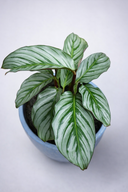 Calathea Fucata Platinum - AroidHouse