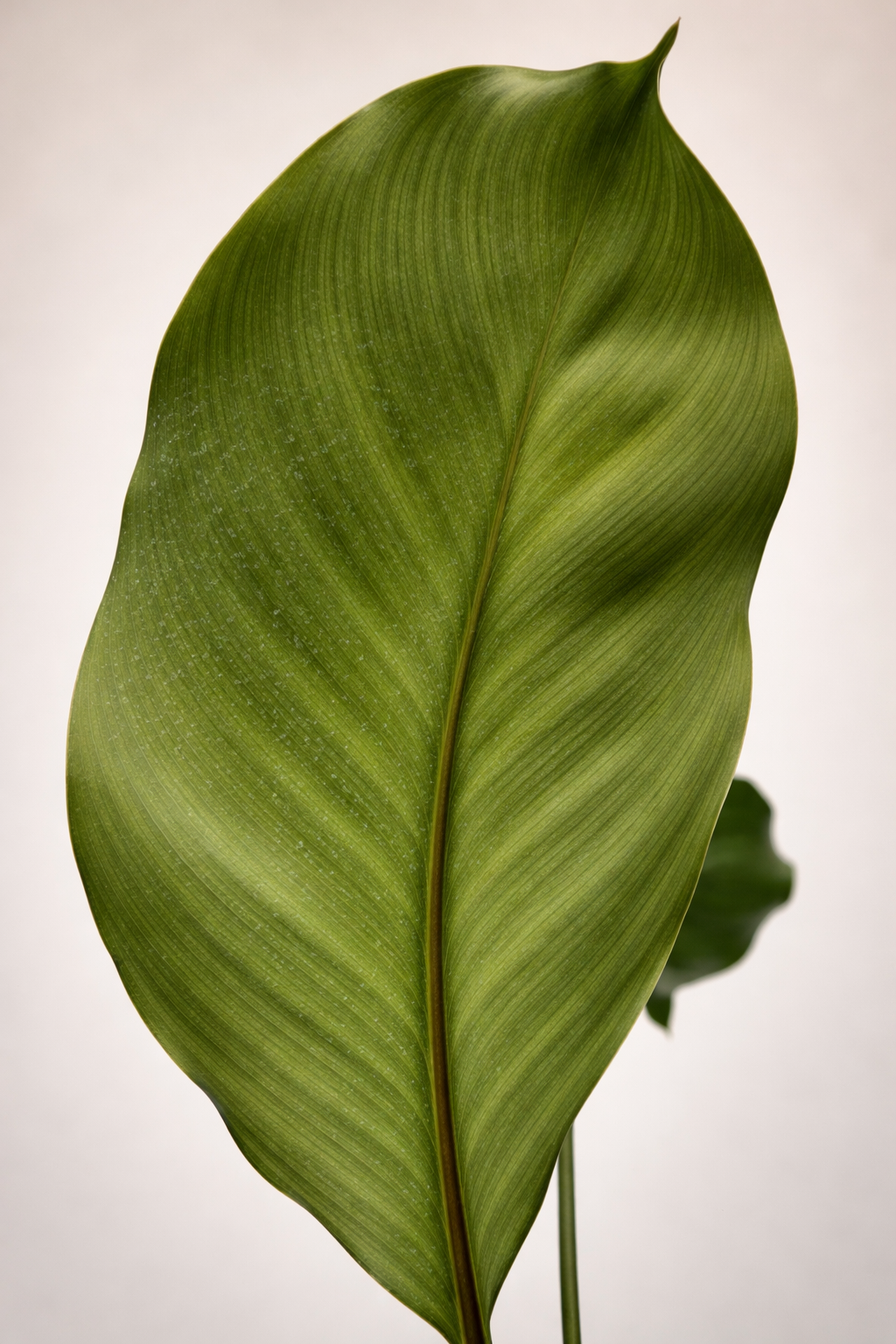 Calathea Fucata Platinum - AroidHouse