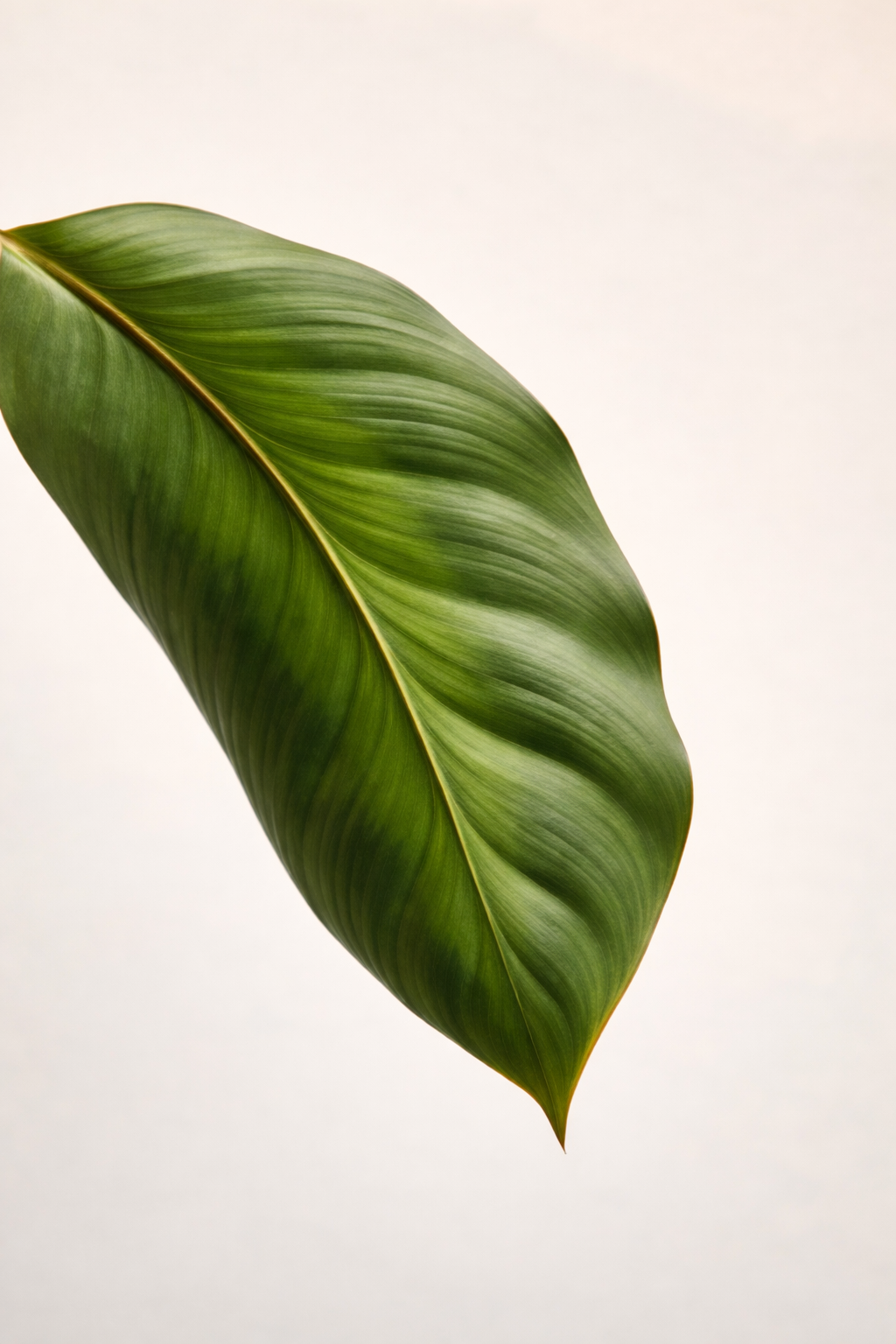 Calathea Fucata Platinum - AroidHouse