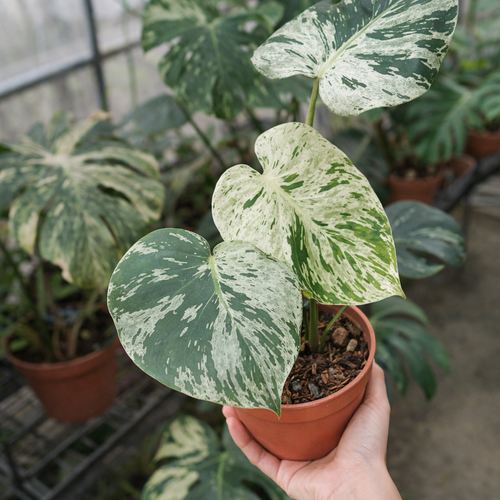 Buy Monstera Aurea Variegata – Variegated Houseplant – AroidHouse