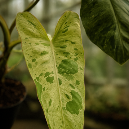 Philodendron Paraiso Verde - AroidHouse