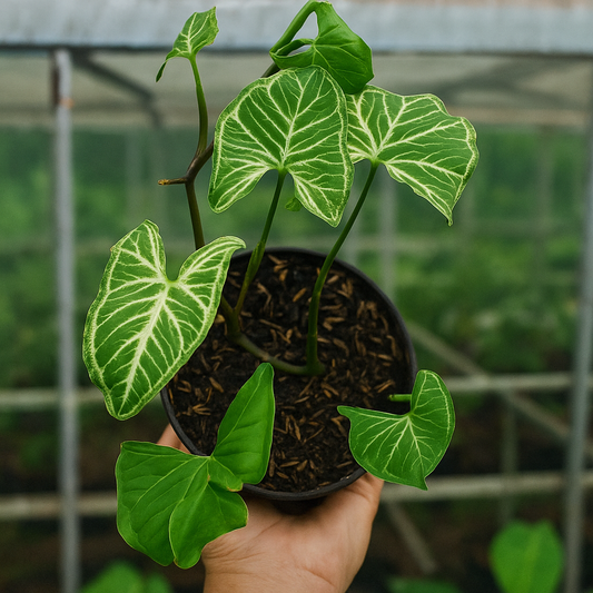 Syngonium Batik