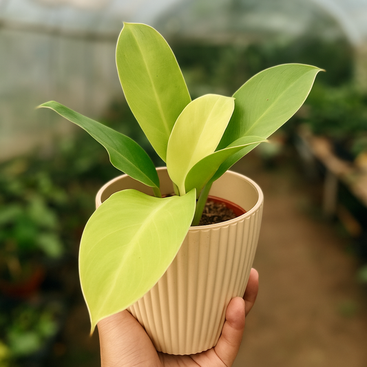 Philodendron Moonlight - AroidHouse