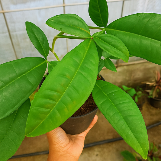 Syngonium Auritum