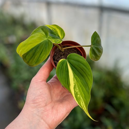 Philodendron Micans Variegata - AroidHouse