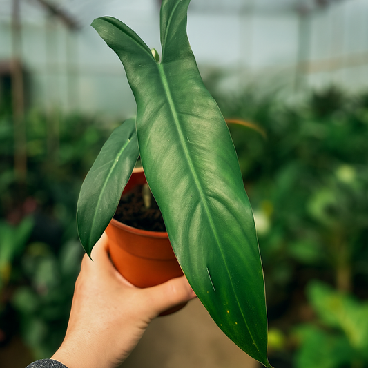 Philodendron Mexicanum - AroidHouse