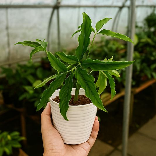 Syngonium Augustatum