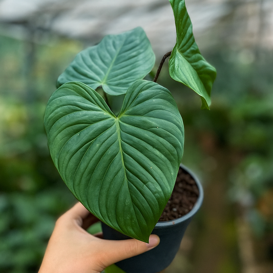 Philodendron Majestic (sodiroi × verrucosum) - AroidHouse