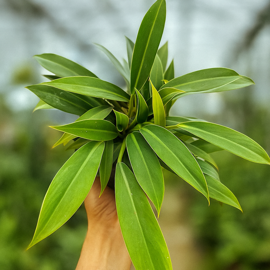 Philodendron Lil Phil - AroidHouse