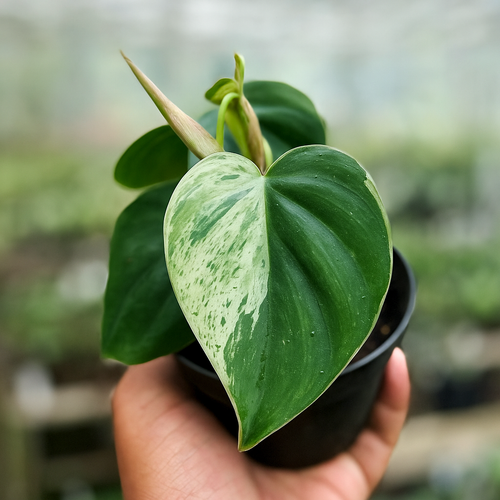 Philodendron Hederaceum Variegata - AroidHouse