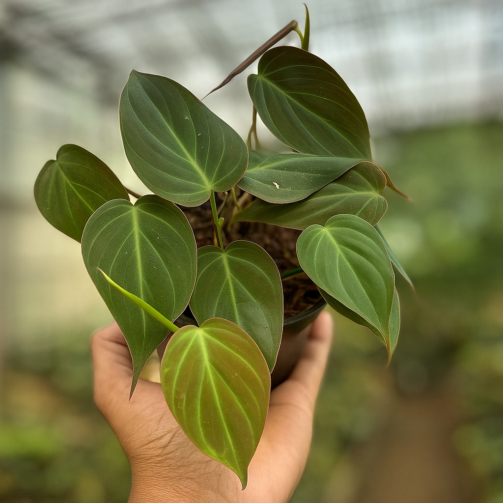 Philodendron Hederaceum Micans - AroidHouse