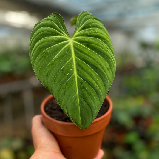 Philodendron Glorious (Melanochrysum x Gloriosum) - AroidHouse