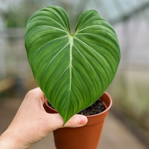 Philodendron Gloriosum - AroidHouse