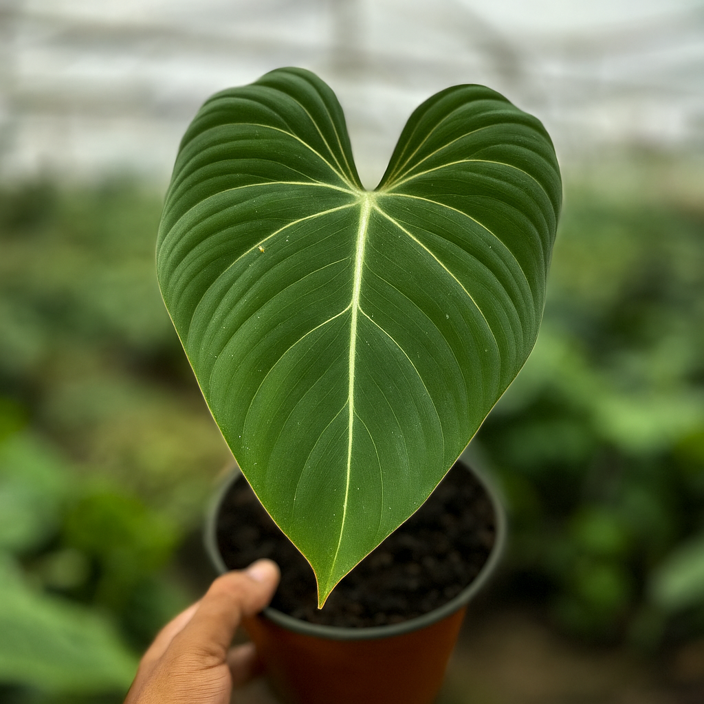 Philodendron Gloriosum - AroidHouse