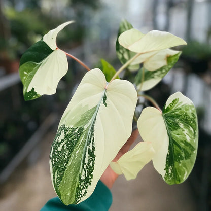 philodendron gloriosum small Philodendron gloriosum "Tricolor" " Variegated Crawler – AroidHouse