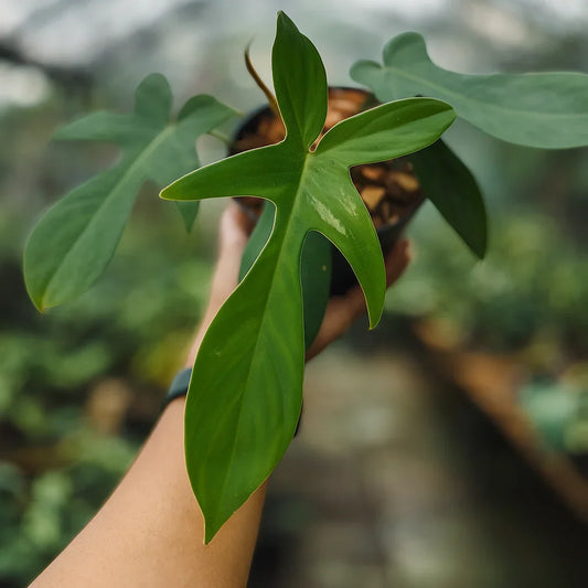 Philodendron Florida - AroidHouse