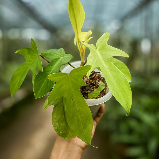 Philodendron Florida Ghost - AroidHouse