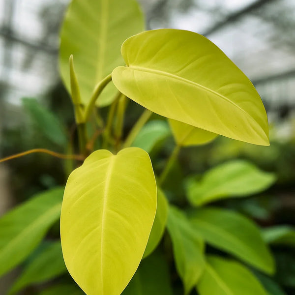 Buy Philodendron Domesticum x Lemon Lime ~ Rare Houseplant – AroidHouse