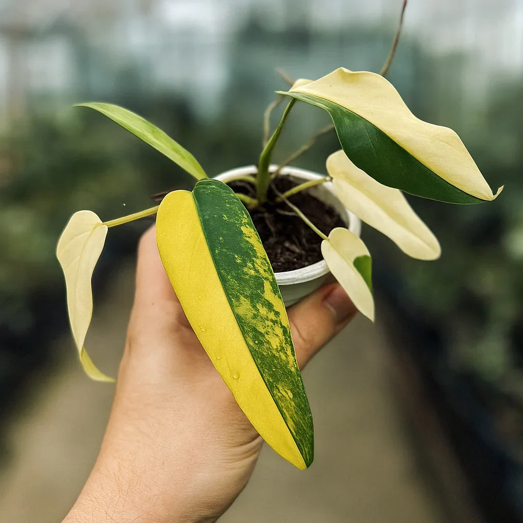 Philodendron Domesticum Variegata - AroidHouse