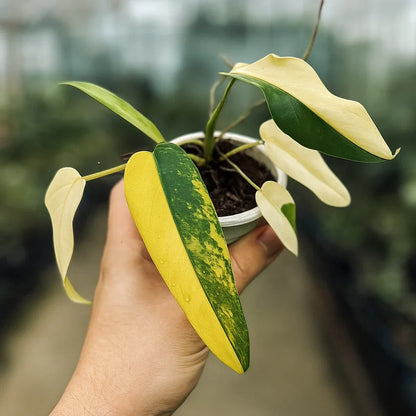 Philodendron Domesticum Variegata - AroidHouse