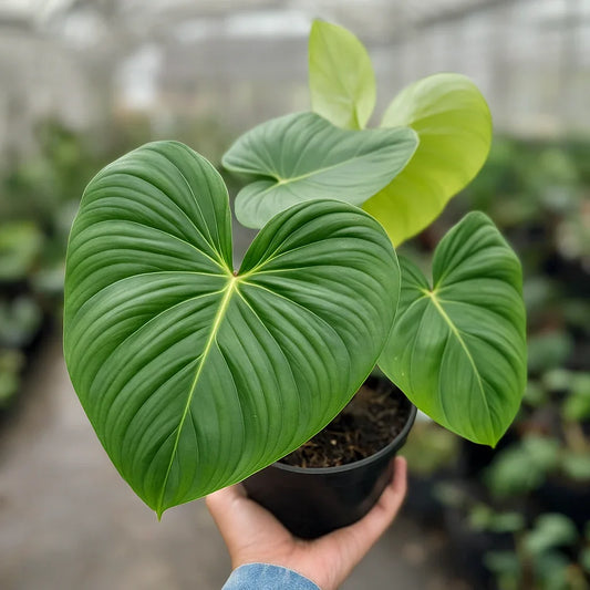 Philodendron McDowell - AroidHouse