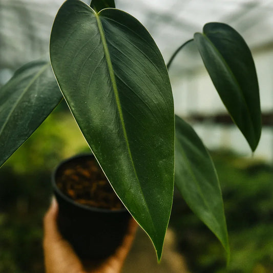 Philodendron Corcovanda - AroidHouse