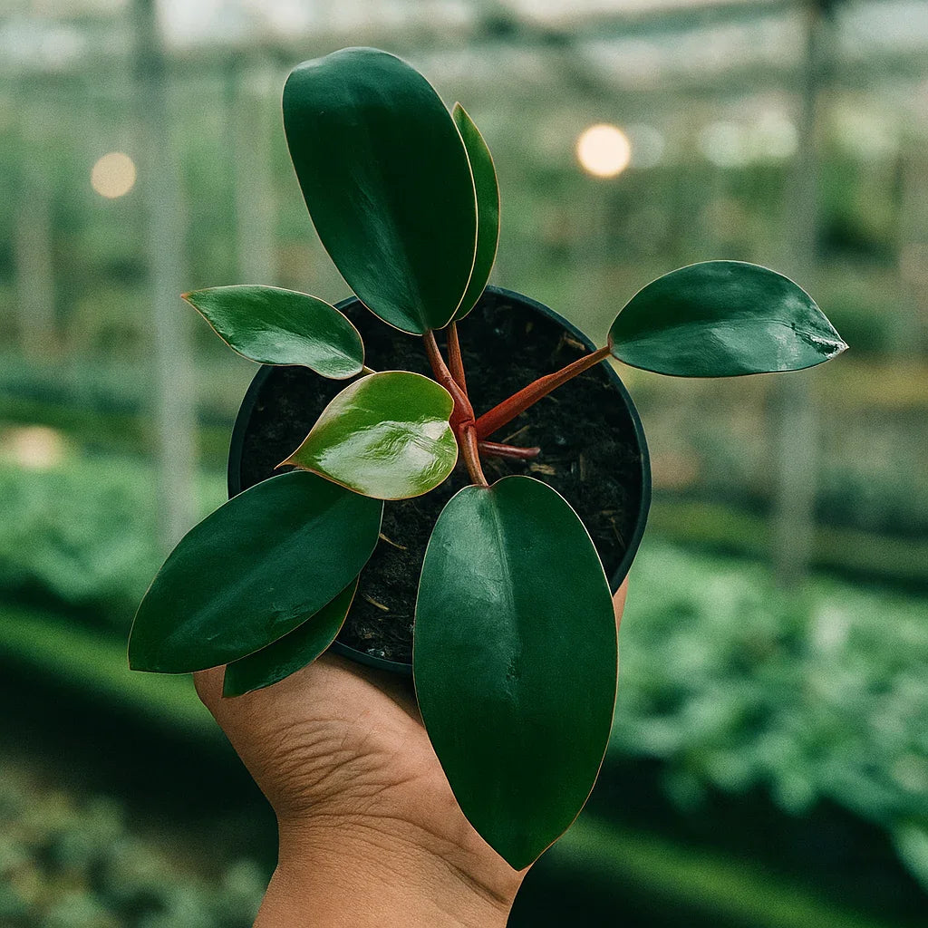 Philodendron Congo - AroidHouse